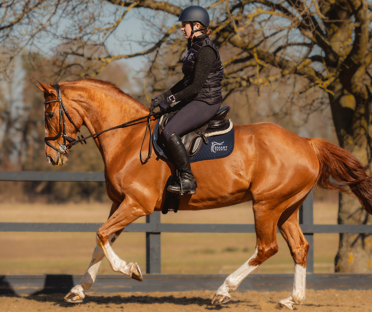 Smart Saddles Smart Saddle System Jump